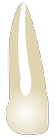 Tooth 11