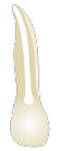 Tooth 12