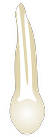 Tooth 14