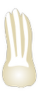 Tooth 16