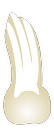 Tooth 17