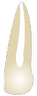 Tooth 21