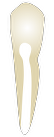Tooth 33