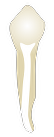 Tooth 35