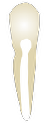 Tooth 43